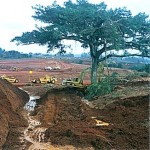 Transplante de Árvores GM Gravatai (2)