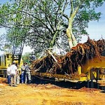 Transplante de Árvores GM Gravatai (6)