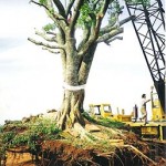 Transplante de Árvores GM Gravatai (7)